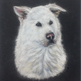 Рисунок "Белоснежный пёс"