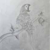 Рисунок "Попугай" на конкурс "Конкурс творческого рисунка “Свободная тема-2022”"