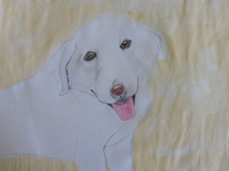 Детский рисунок - Белый лабрадор