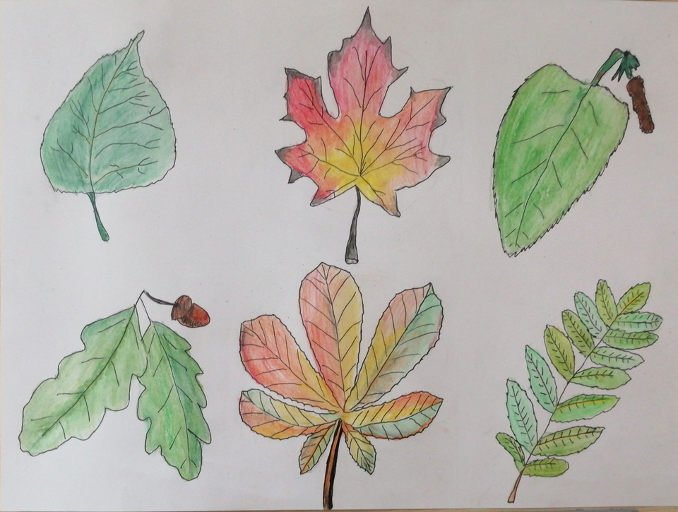 Детский рисунок - Листья деревьев