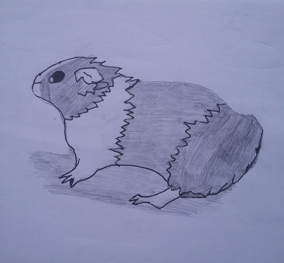 Детский рисунок - Морская свинка