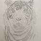 Тигр, 82 Serhio, 9 лет