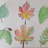 Рисунок "Листья деревьев"