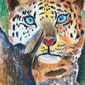 Леопард в джунглях, Дима Жуковский, 11 лет