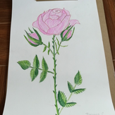 Рисунок "Роза"