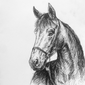 Благородный конь, Елизавета Калугина, 13 лет