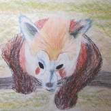 Рисунок "Красная панда" на конкурс "Конкурс творческого рисунка “Свободная тема-2019”"