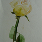 Желтая роза, Светлана Григоренко, 52 года
