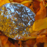 Рисунок "Осень в зеркале" на конкурс "Фотоконкурс “Краски Осени - 2019”"