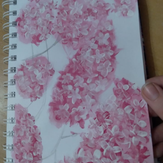 Рисунок "Цветки сакуры"