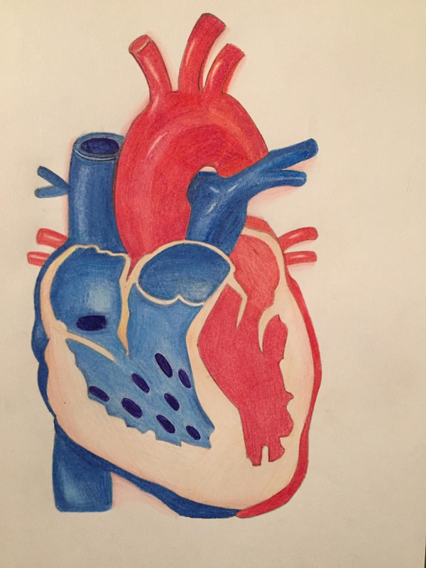 Детский рисунок - Сердце человека