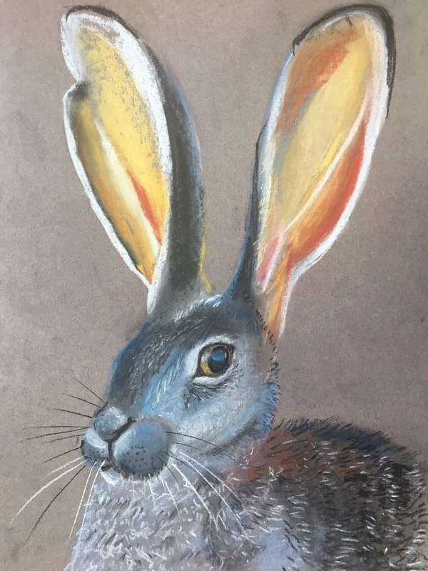 Портрет зайчика. Заяц пастелью. Заяц цветными карандашами. Портрет зайца. Портрет зайца для детей.