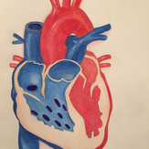 Рисунок "Сердце человека"
