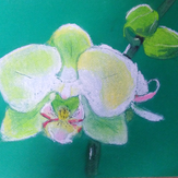Рисунок "Орхидея" на конкурс "Конкурс творческого рисунка “Свободная тема-2021”"