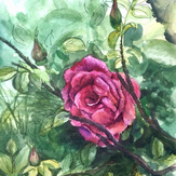 Рисунок "Цветок шиповника"