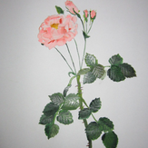 Рисунок "Дамасская роза"