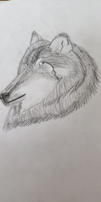 Детский рисунок - Волк