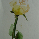 Рисунок "Желтая роза"