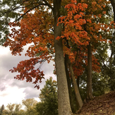 Рисунок "Осень и волшебный клён" на конкурс "Фотоконкурс “Краски Осени - 2019”"