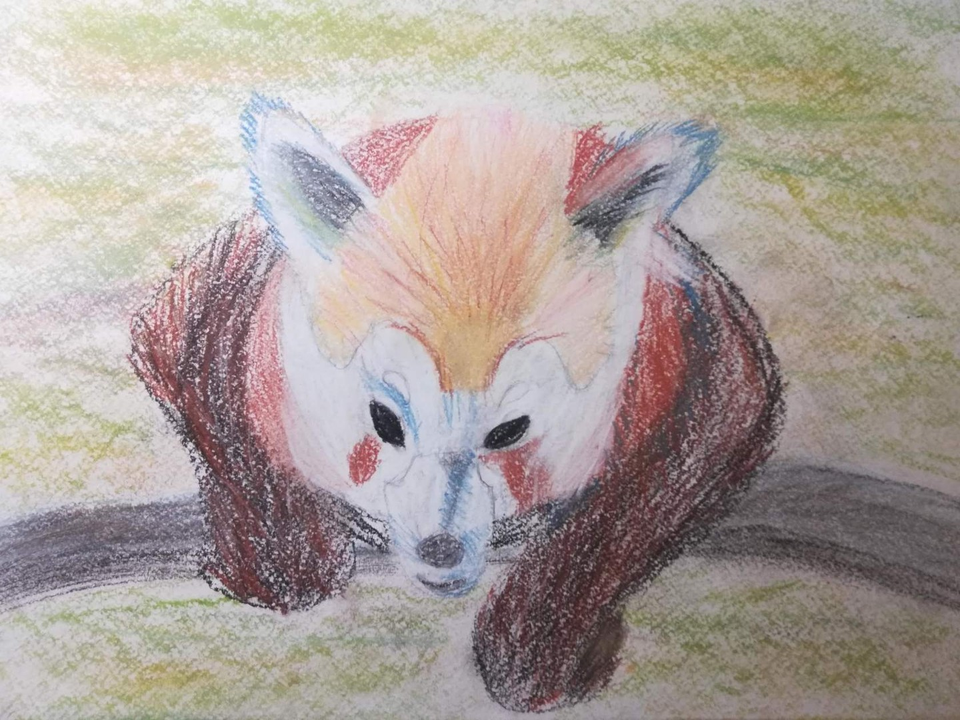 Детский рисунок - Красная панда