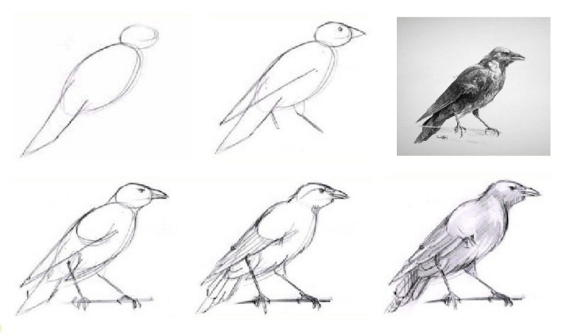 Как рисовать птиц карандашом 35+ уроков