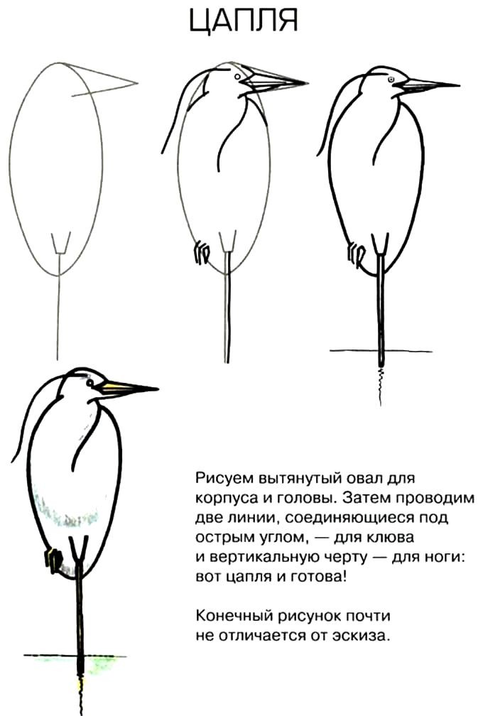 Как нарисовать цаплю пошагово