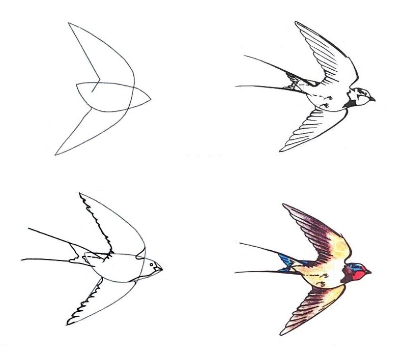 Как нарисовать ласточку карандашом поэтапно | Ласточка, Уроки рисования, Карандаш