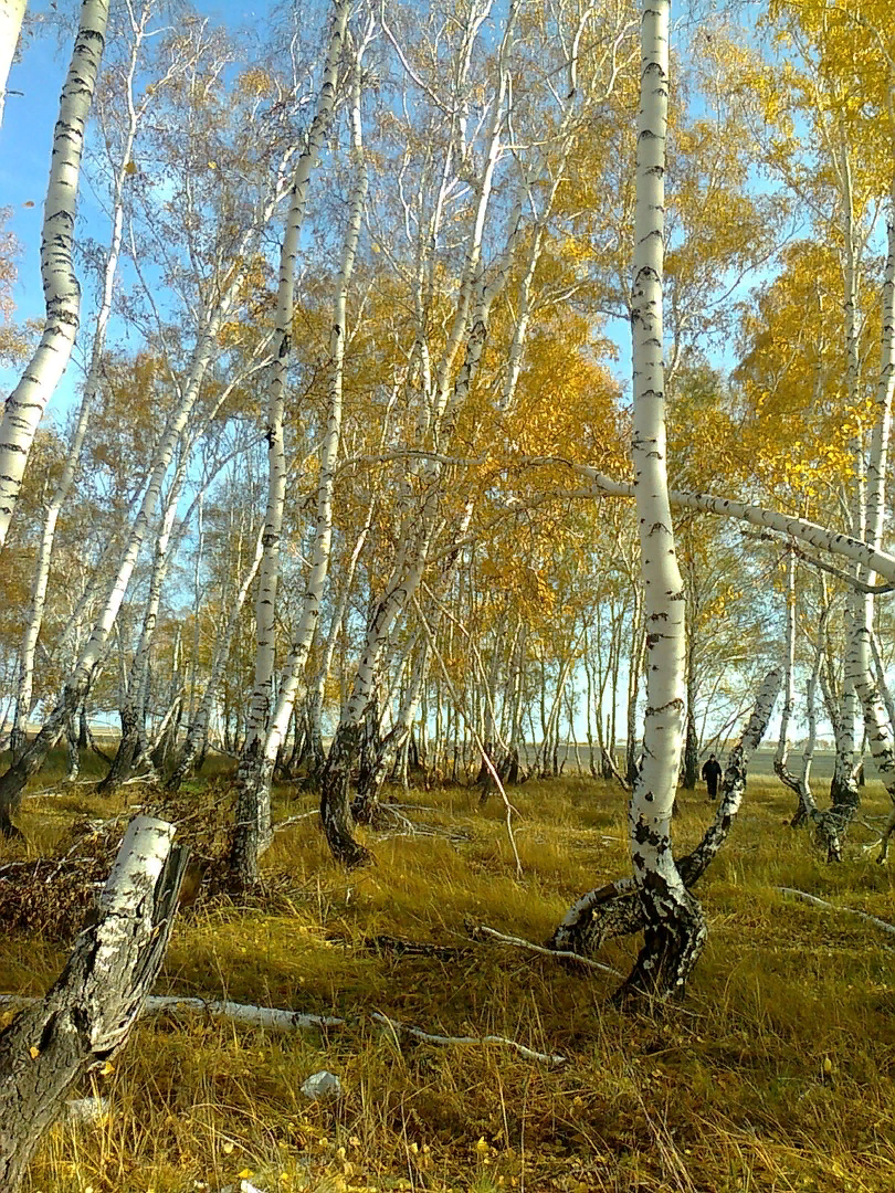 Березовая роща танцы. Танцующие березы Боровое Казахстан. Боровое роща танцующих берез. Танцующая Березовая роща Боровое. Береза краской осень.