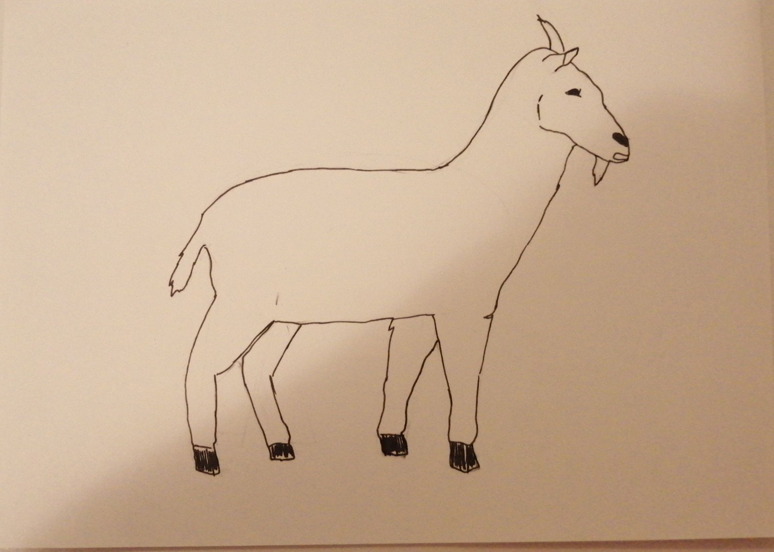 Рисование коза в старшей группе