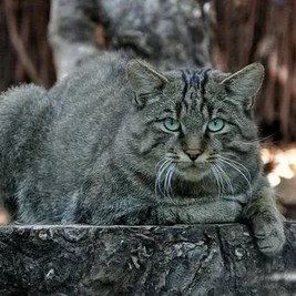 Елена Острина